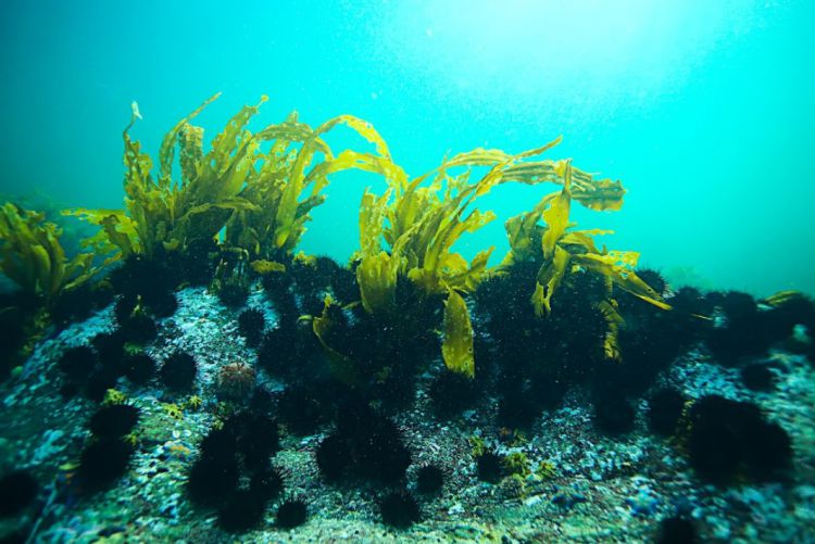 10 lợi ích sức khỏe của tảo xoắn (Spirulina)
