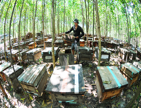 Mật Ong rừng Quảng Nam